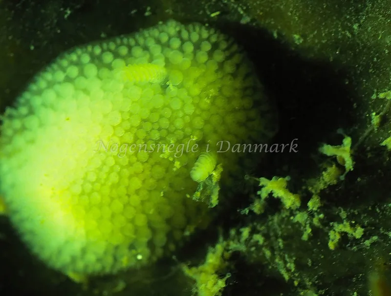 Onchidoris muricata - Lyngsbo Strand - Foto: Jens Egon Jørgensen