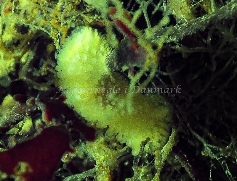 Onchidoris muricata - Lyngsbo Strand - Foto: Jens Egon Jørgensen