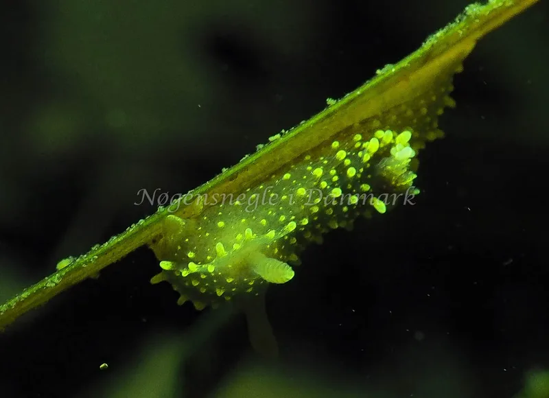 Palio dubia - Kollund Lillestrand - Foto: Jens Egon Jørgensen