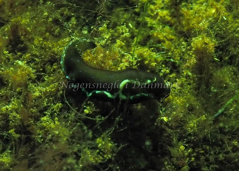 Elysia viridis - Kollund Lillestrand - Foto: Jens Egon Jørgensen