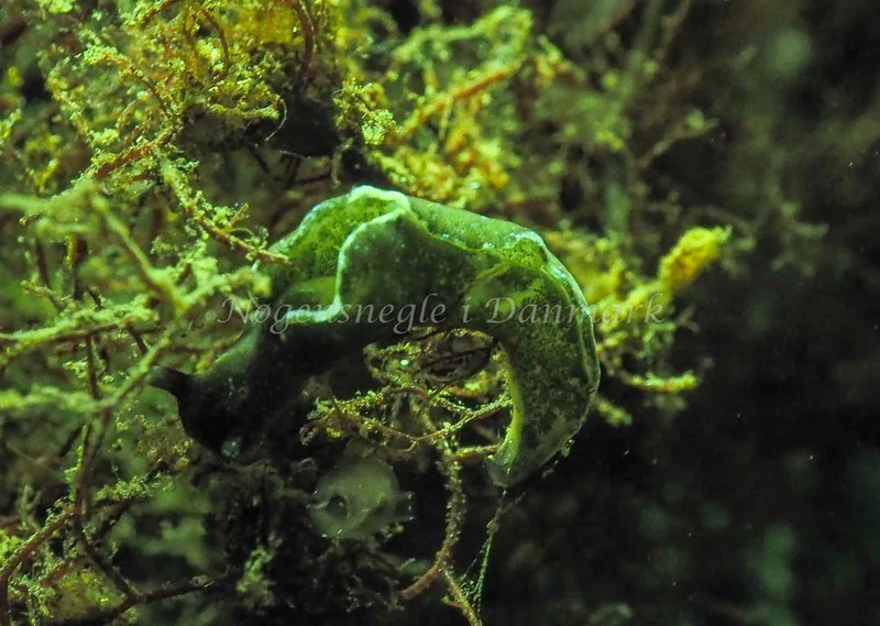 Elysia viridis - Kollund Lillestrand - Foto: Jens Egon Jørgensen
