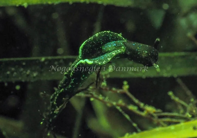 Elysia viridis - Kollund Lillestrand - Foto: Jens Egon Jørgensen
