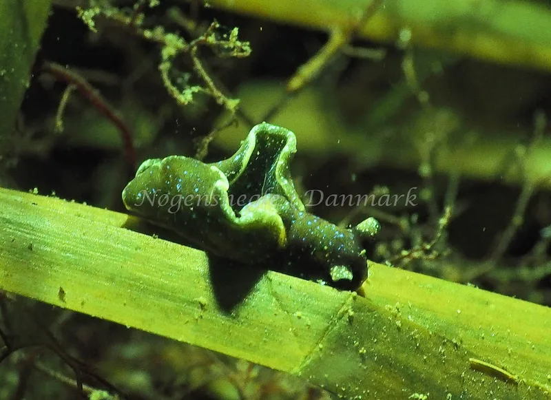 Elysia viridis - Kollund Lillestrand - Foto: Jens Egon Jørgensen