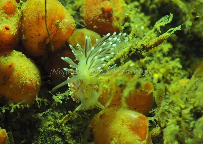 Cuthonella concinna - Ammoniakhavnen - Foto: Jens Egon Jørgensen