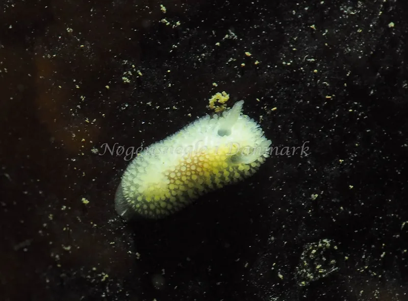 Onchidoris muricata - Ammoniakhavnen - Foto: Jens Egon Jørgensen