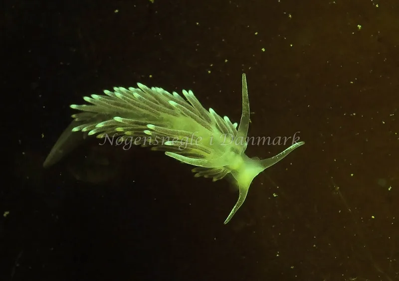 Cuthonella concinna - Ammoniakhavnen - Foto: Jens Egon Jørgensen