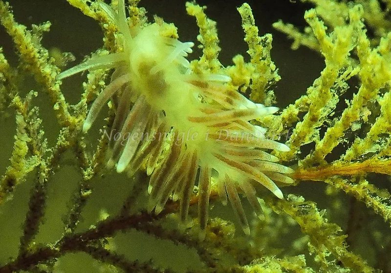 Cuthonella concinna - Ammoniakhavnen - Foto: Jens Egon Jørgensen