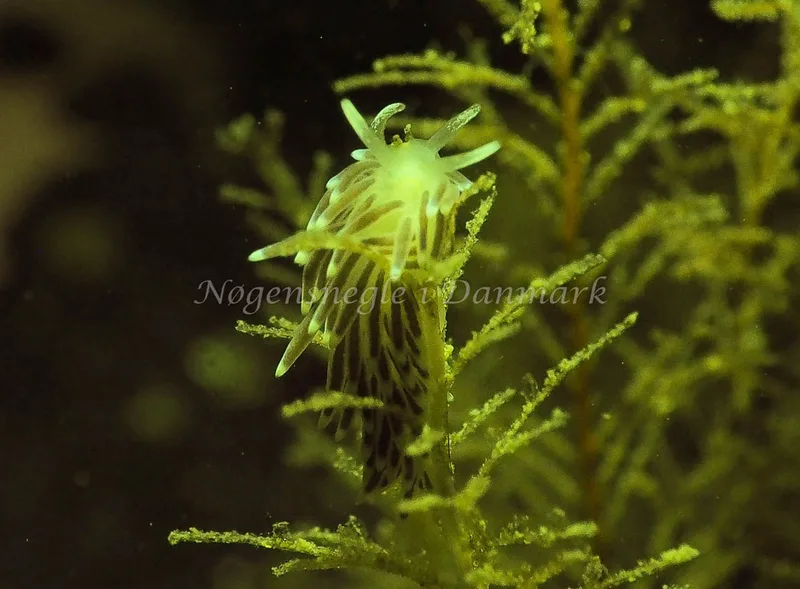 Cuthonella concinna - Ammoniakhavnen - Foto: Jens Egon Jørgensen