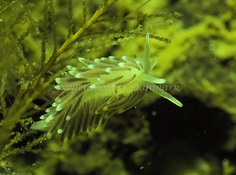Cuthonella concinna - Ammoniakhavnen - Foto: Jens Egon Jørgensen
