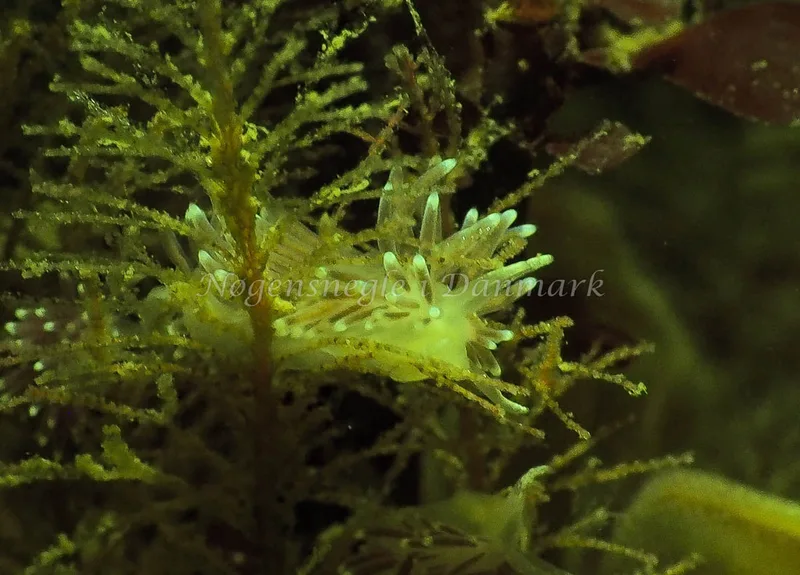 Cuthonella concinna - Ammoniakhavnen - Foto: Jens Egon Jørgensen