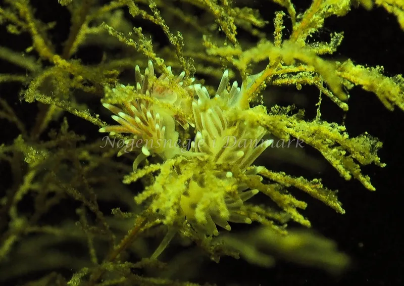 Cuthonella concinna - Ammoniakhavnen - Foto: Jens Egon Jørgensen