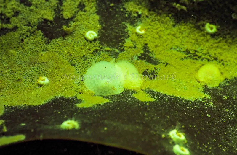 Onchidoris muricata - Ammoniakhavnen - Foto: Jens Egon Jørgensen