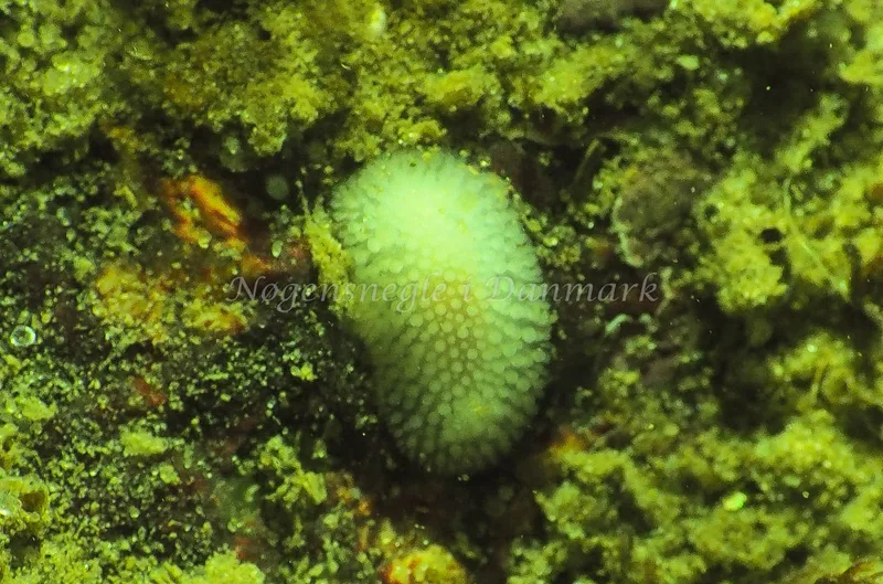 Onchidoris muricata - Ammoniakhavnen - Foto: Jens Egon Jørgensen