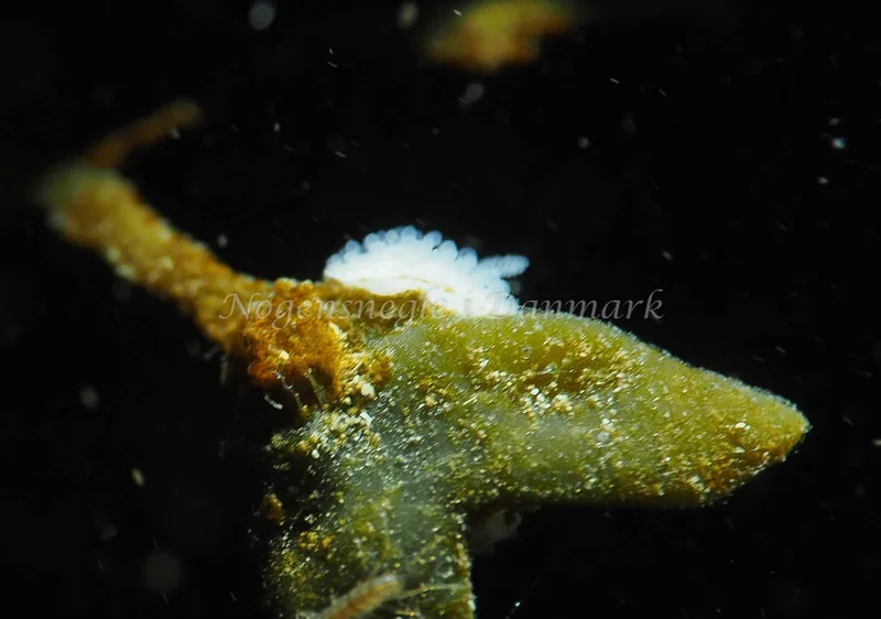 Onchidoris muricata - Lyngsbo Strand - Foto: Jens Egon Jørgensen