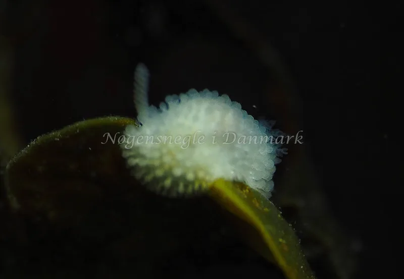 Onchidoris muricata - Lyngsbo Strand - Foto: Jens Egon Jørgensen