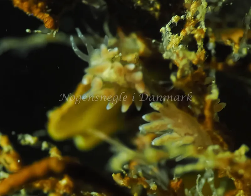 Eubranchus rupium - Lyngsbo Strand - Foto: Jens Egon Jørgensen