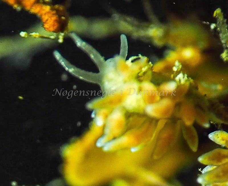 Eubranchus rupium - Lyngsbo Strand - Foto: Jens Egon Jørgensen