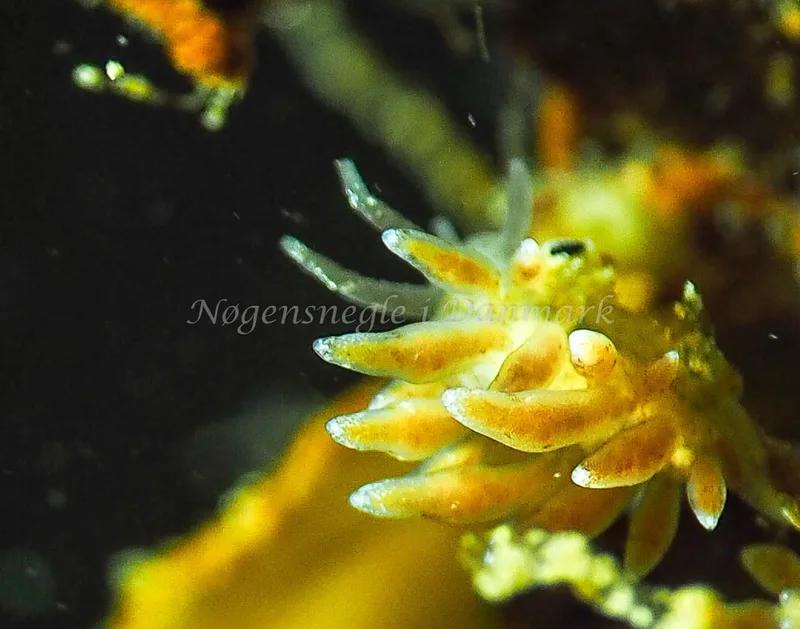Eubranchus rupium - Lyngsbo Strand - Foto: Jens Egon Jørgensen