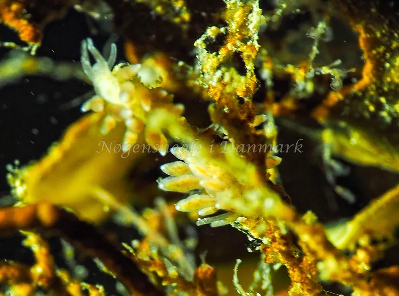 Eubranchus rupium - Lyngsbo Strand - Foto: Jens Egon Jørgensen