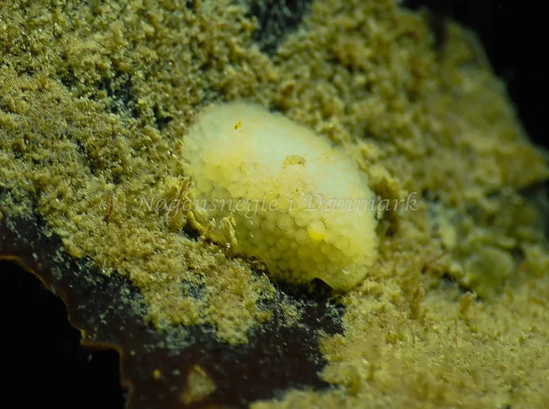 Onchidoris muricata - Lyngsbo Strand - Foto: Jens Egon Jørgensen