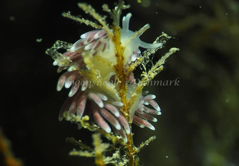 Cuthonella concinna - Lyngsbo Strand - Foto: Jens Egon Jørgensen