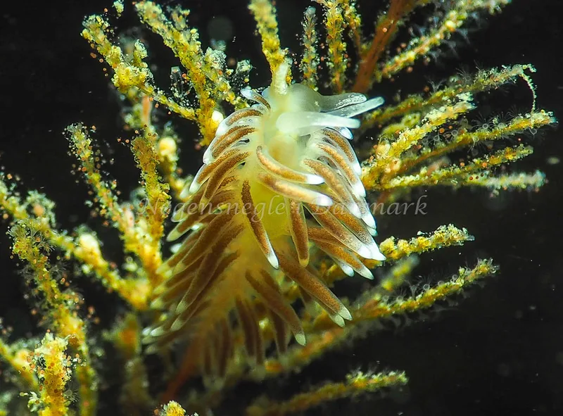 Cuthonella concinna - Lyngsbo Strand - Foto: Jens Egon Jørgensen