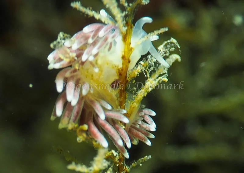 Cuthonella concinna - Lyngsbo Strand - Foto: Jens Egon Jørgensen