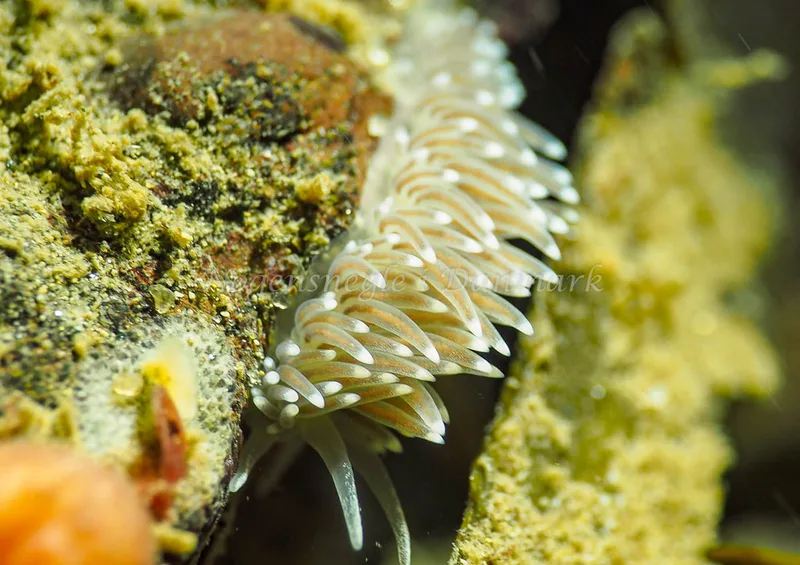 Coryphella verrucosa rufibranchialis - Lyngsbo Strand - Foto: Jens Egon Jørgensen