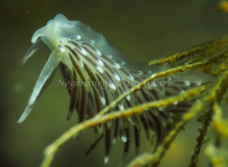 Cuthonella concinna - Lyngsbo Strand - Foto: Jens Egon Jørgensen