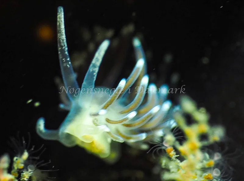 Cuthonella concinna - Lyngsbo Strand - Foto: Jens Egon Jørgensen