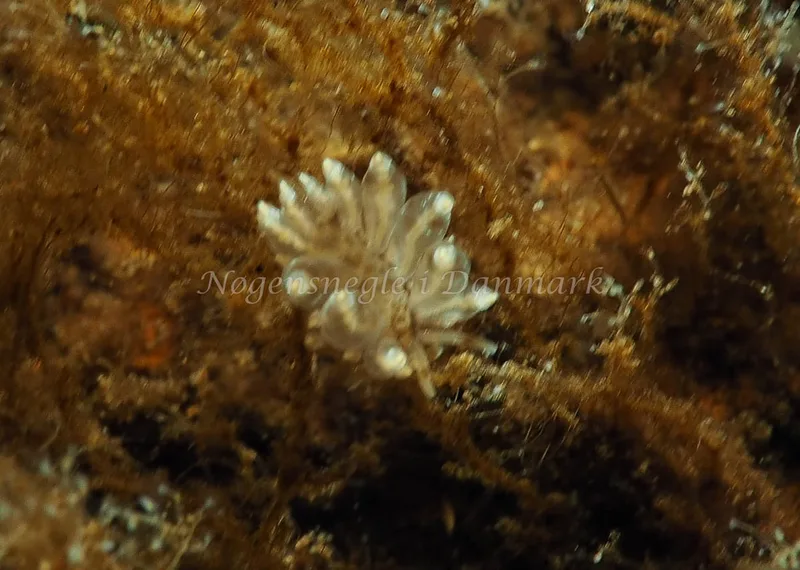 Amphorina viriola - Kollund Lillestrand - Foto: Jens Egon Jørgensen