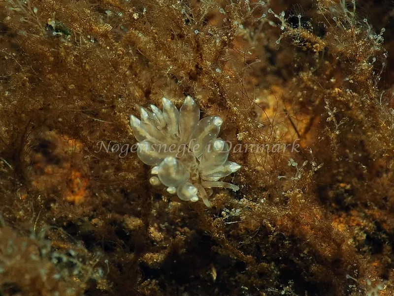 Amphorina viriola - Kollund Lillestrand - Foto: Jens Egon Jørgensen