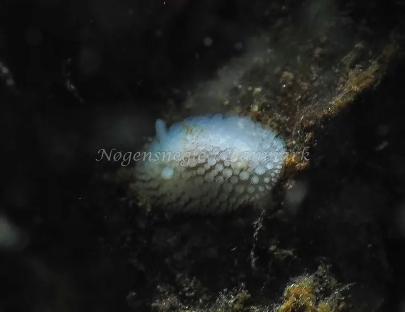 Onchidoris muricata - Lyngsbo Strand - Foto: Jens Egon Jørgensen