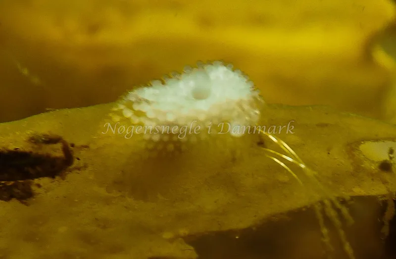 Onchidoris muricata - Lyngsbo Strand - Foto: Jens Egon Jørgensen