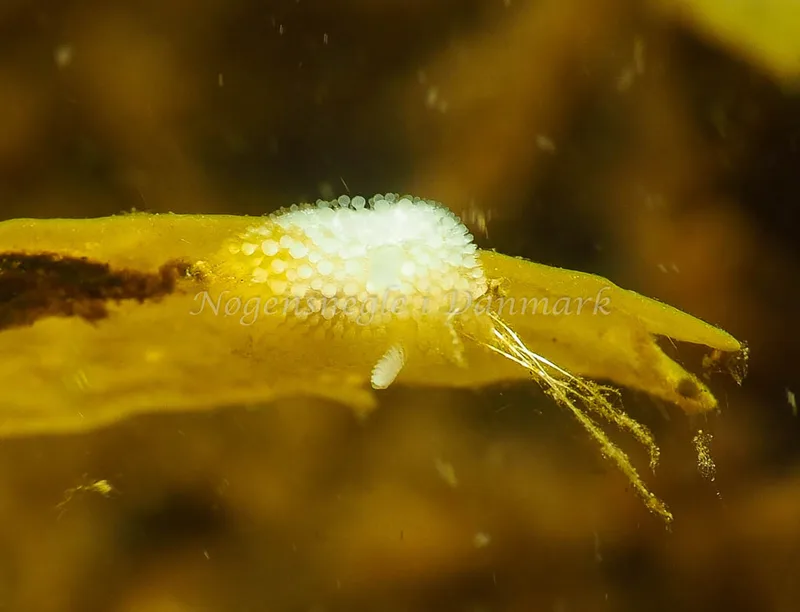 Onchidoris muricata - Lyngsbo Strand - Foto: Jens Egon Jørgensen