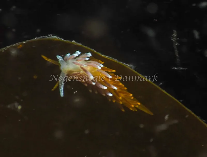 Cuthonella concinna - Lyngsbo Strand - Foto: Jens Egon Jørgensen