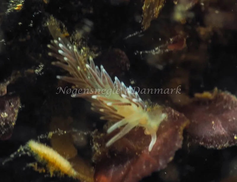 Cuthonella concinna - Lyngsbo Strand - Foto: Jens Egon Jørgensen
