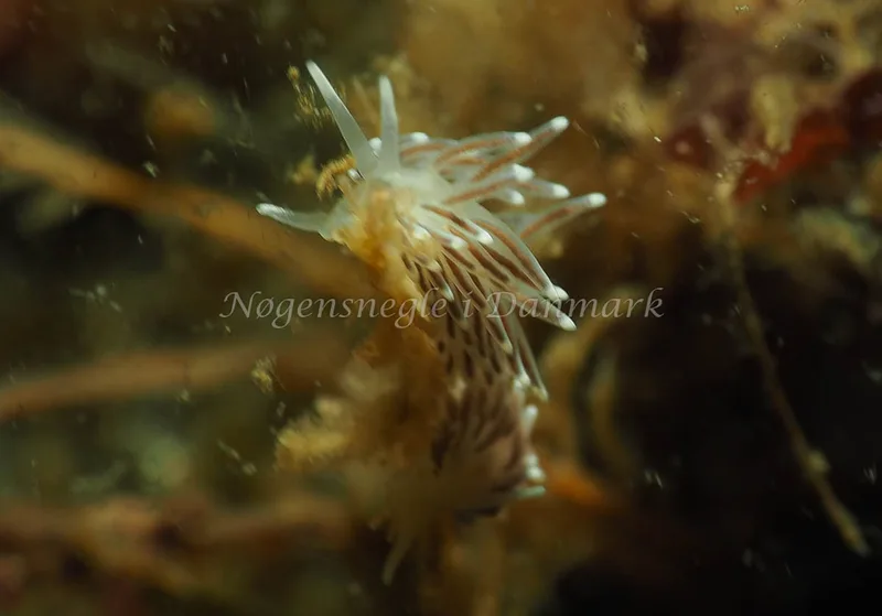 Cuthonella concinna - Lyngsbo Strand - Foto: Jens Egon Jørgensen