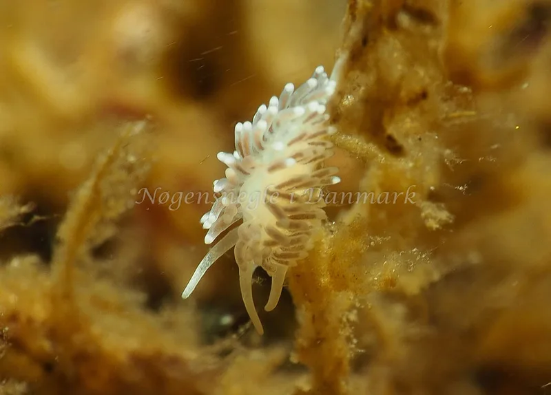 Cuthonella concinna - Lyngsbo Strand - Foto: Jens Egon Jørgensen