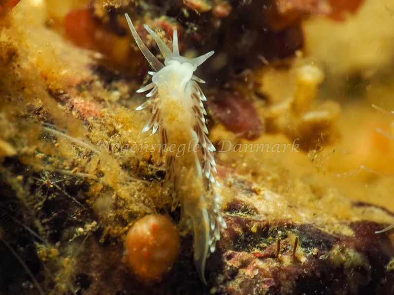 Cuthonella concinna - Lyngsbo Strand - Foto: Jens Egon Jørgensen