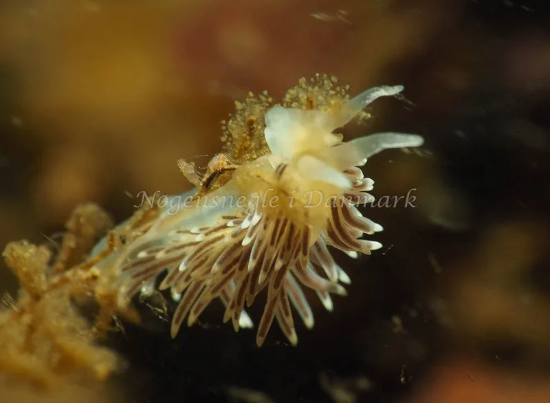 Cuthonella concinna - Lyngsbo Strand - Foto: Jens Egon Jørgensen