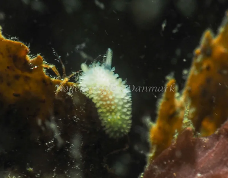 Onchidoris muricata - Lyngsbo Strand - Foto: Jens Egon Jørgensen