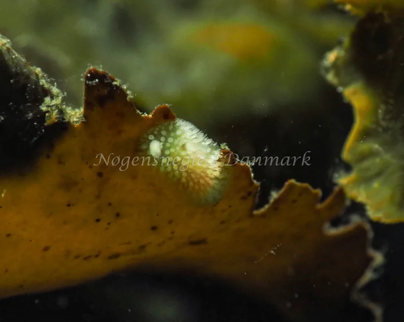 Onchidoris muricata - Lyngsbo Strand - Foto: Jens Egon Jørgensen