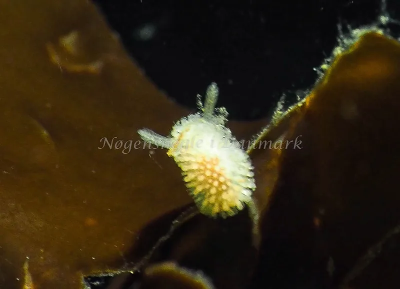 Onchidoris muricata - Lyngsbo Strand - Foto: Jens Egon Jørgensen