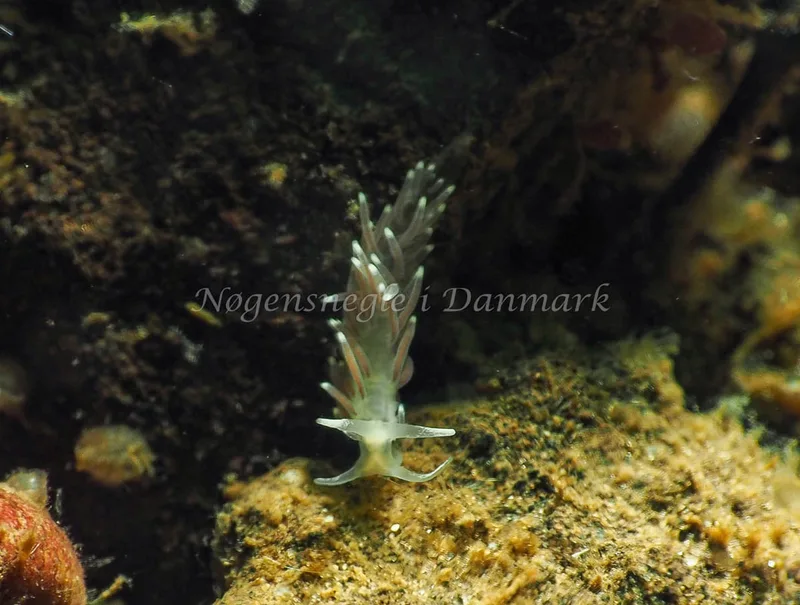 Cuthonella concinna - Lyngsbo Strand - Foto: Jens Egon Jørgensen
