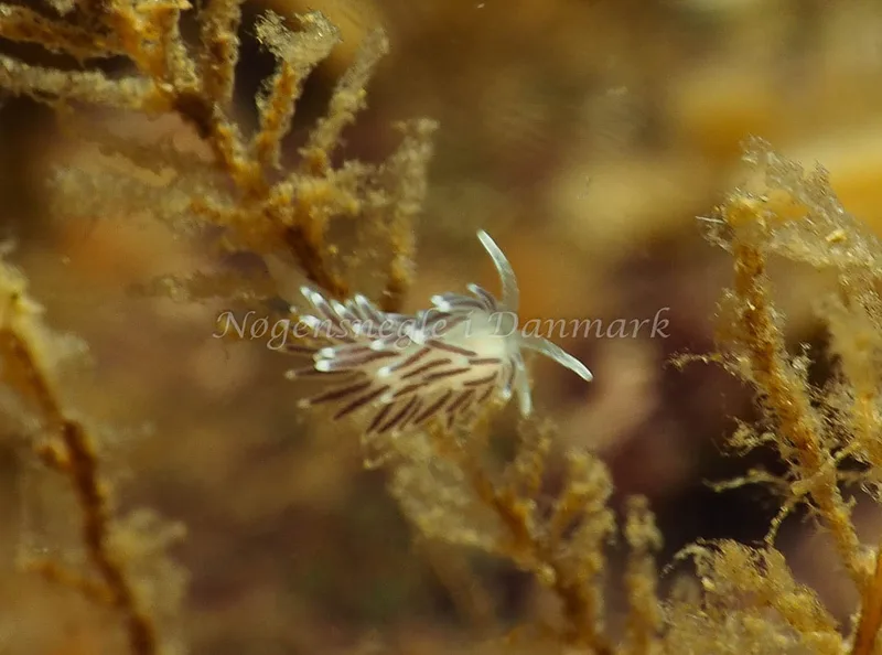 Cuthonella concinna - Lyngsbo Strand - Foto: Jens Egon Jørgensen