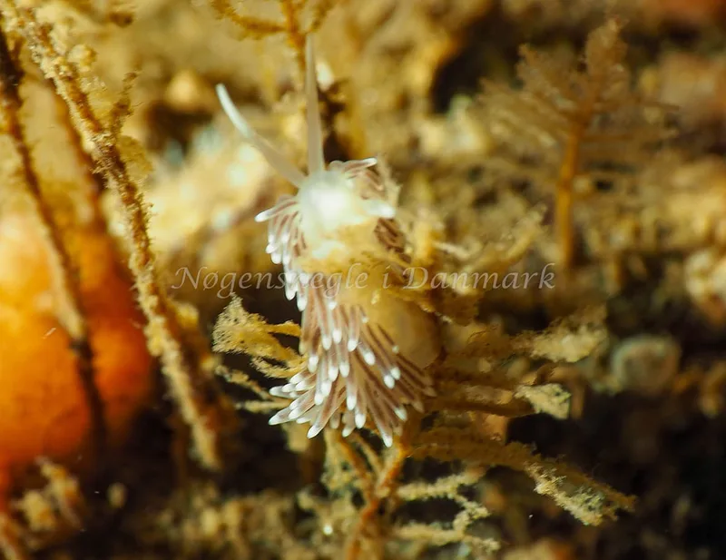 Cuthonella concinna - Lyngsbo Strand - Foto: Jens Egon Jørgensen