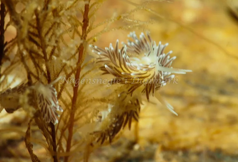 Cuthonella concinna - Lyngsbo Strand - Foto: Jens Egon Jørgensen