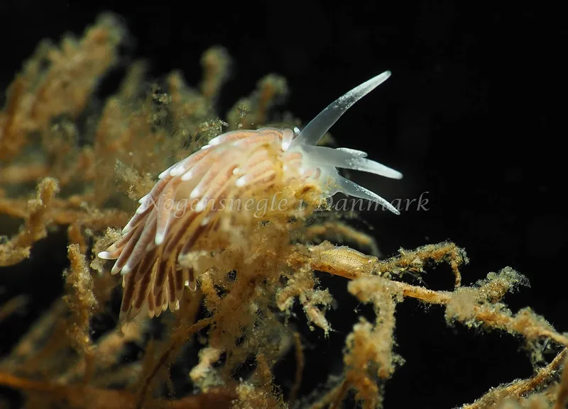 Cuthonella concinna - Lyngsbo Strand - Foto: Jens Egon Jørgensen