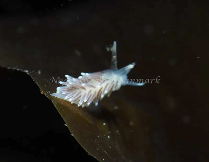 Cuthonella concinna - Lyngsbo Strand - Foto: Jens Egon Jørgensen